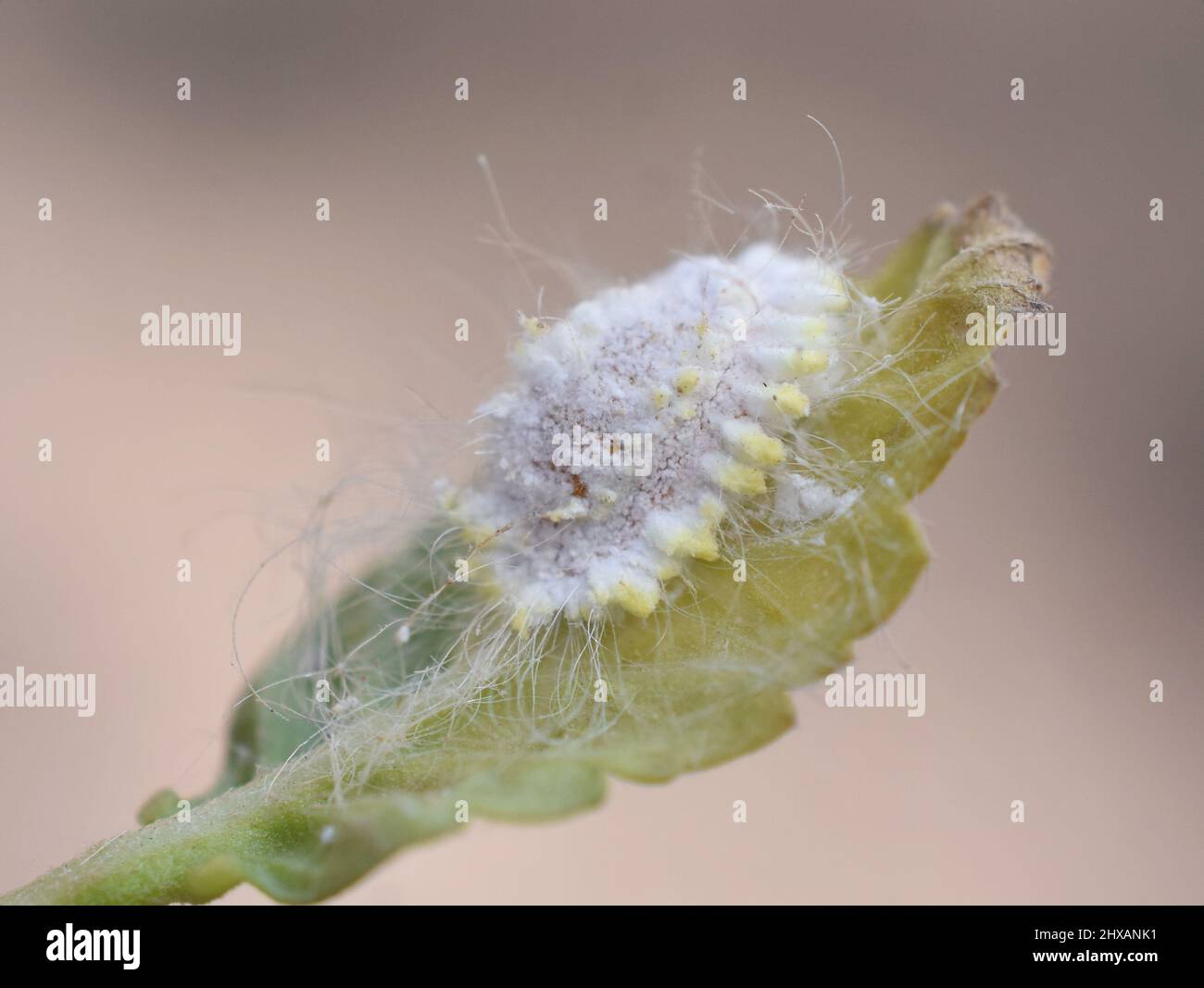 Seychelles scale insect Icerya seychellarum cottony pest insect on leaf Stock Photo