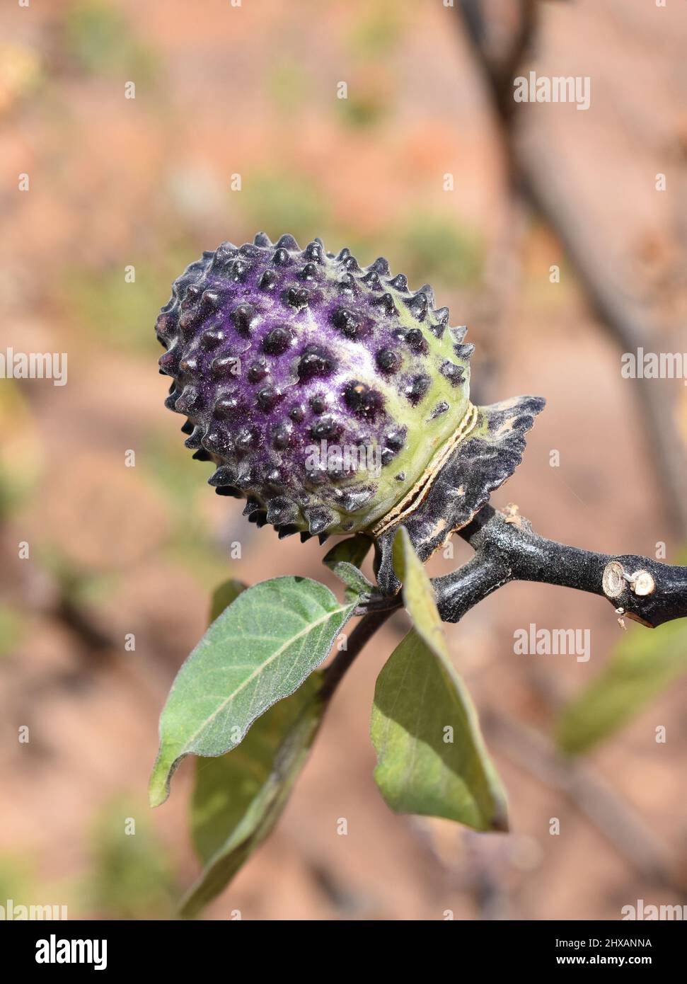 The tuberculate purple toxic hallucinogen seed pod of Devil's Trumpet plant Datura metel Stock Photo
