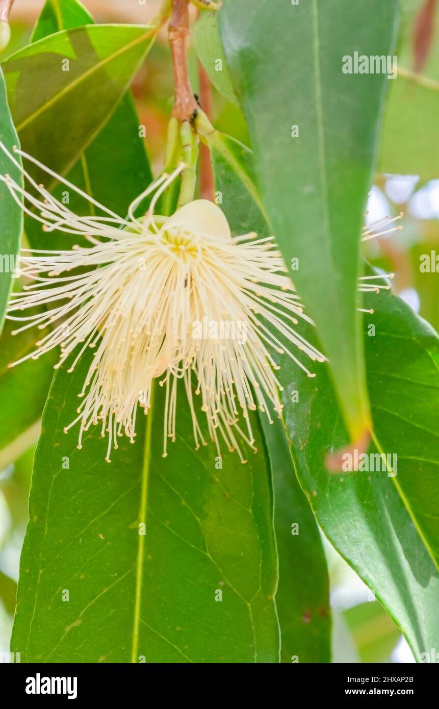 Among its foliage is an isolated blossom of the roseapple tree with Stock Photo