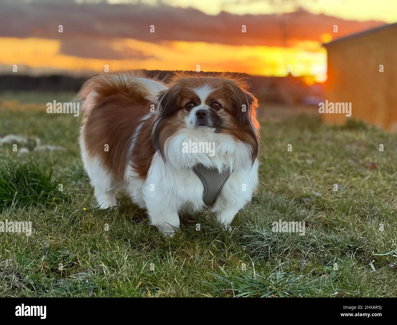 Little Tibetan Spaniel Dog on a Meadow - sunset Photography Country Life Pet domestic animal BookCover - Tibet Spaniel Dame auf einer Wiese Stock Photo