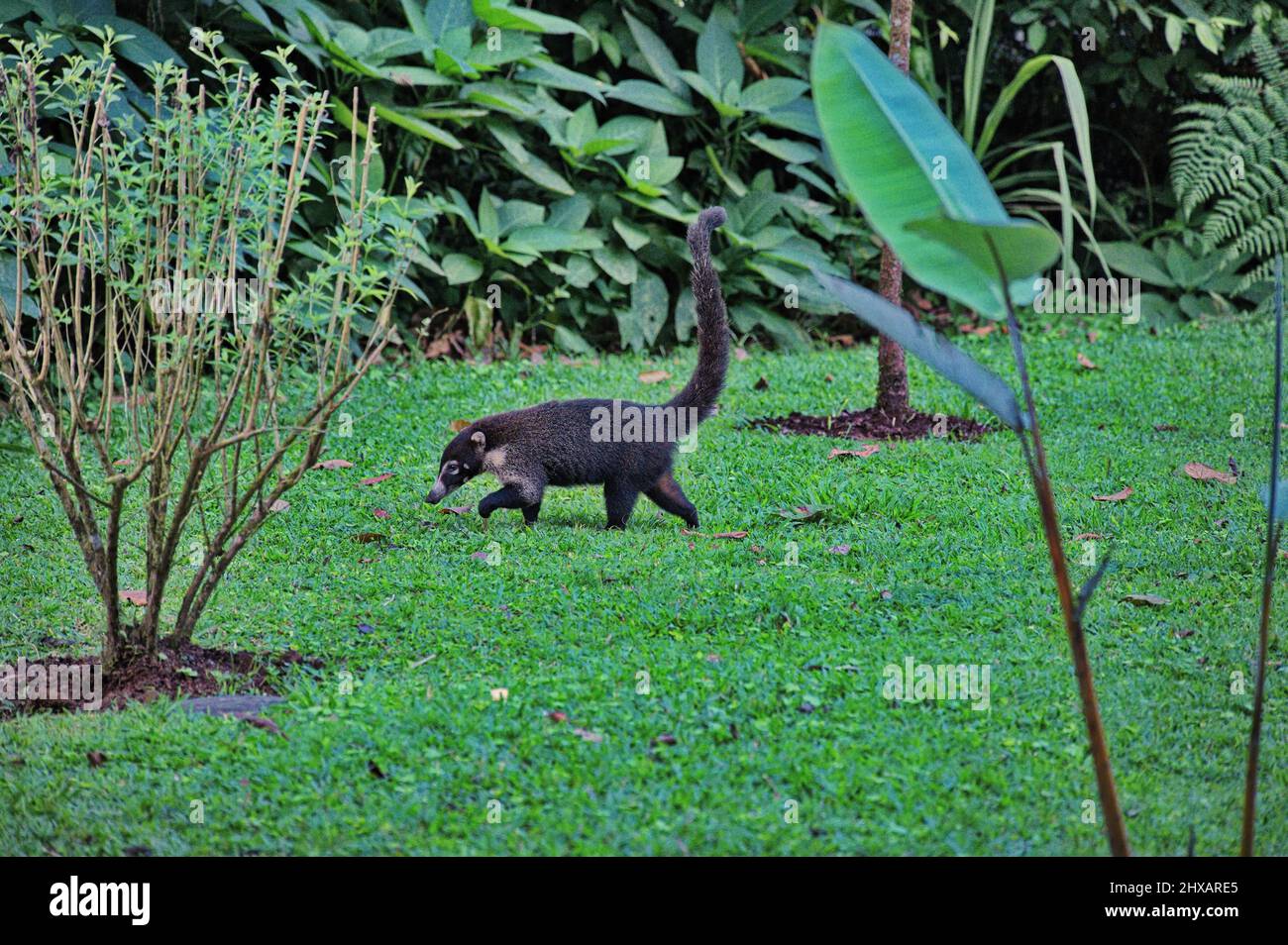 Coati in national park Manuel Antonio, Costa Rica Stock Photo