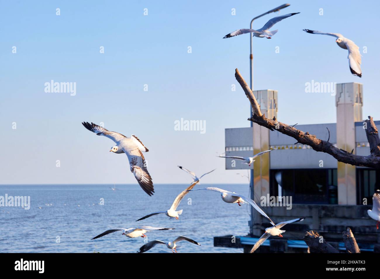 Flock of seagulls flying and floating on the sea Stock Photo - Alamy