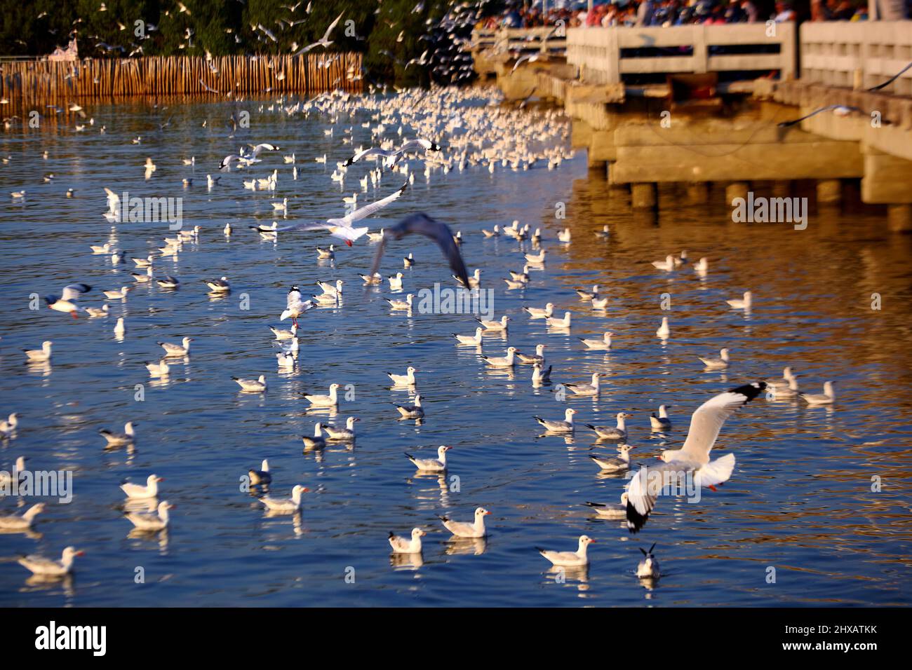 Flock of seagulls flying and floating on the sea Stock Photo - Alamy