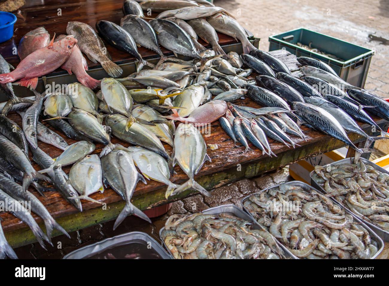 Selection of different fish and scampie at the daily fresh fish market