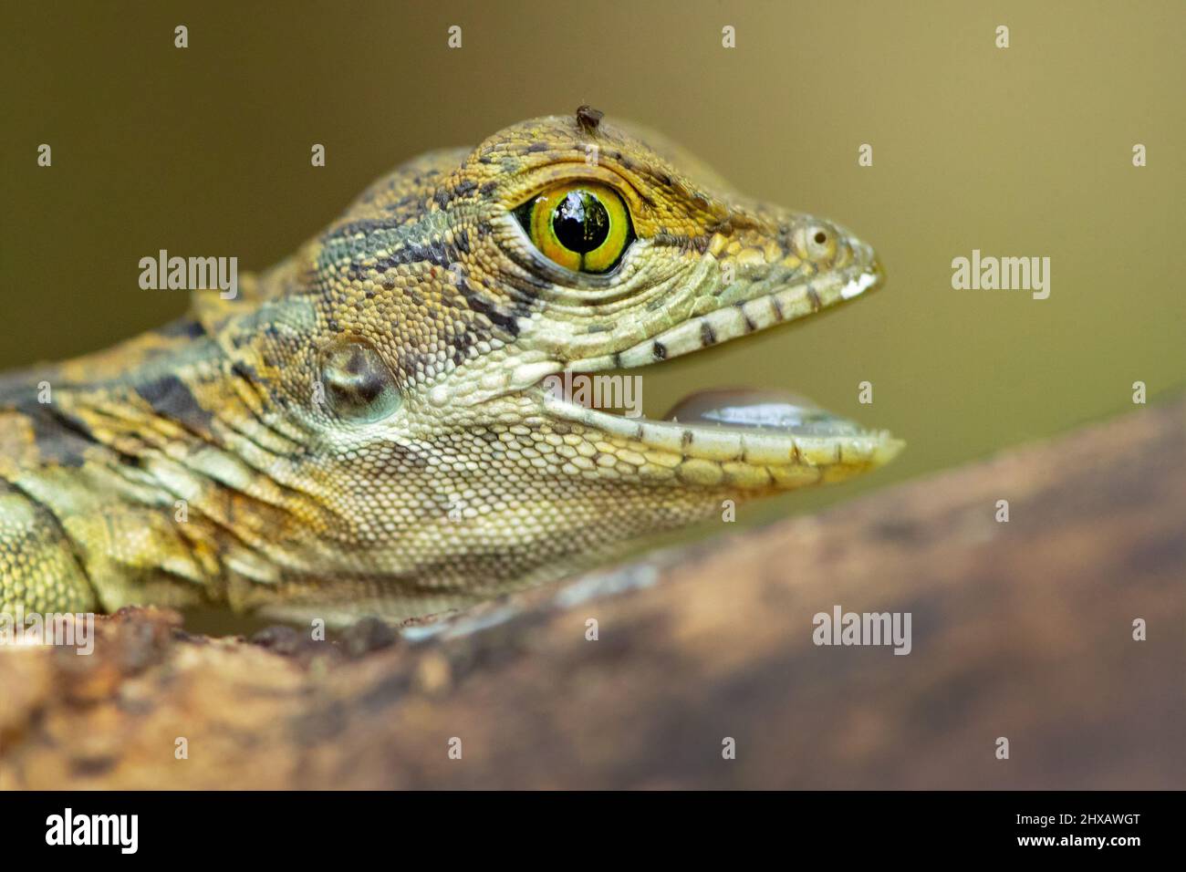 Common basilisk  is endemic to Central America and South America, where it is found near rivers and streams in rainforests. Stock Photo