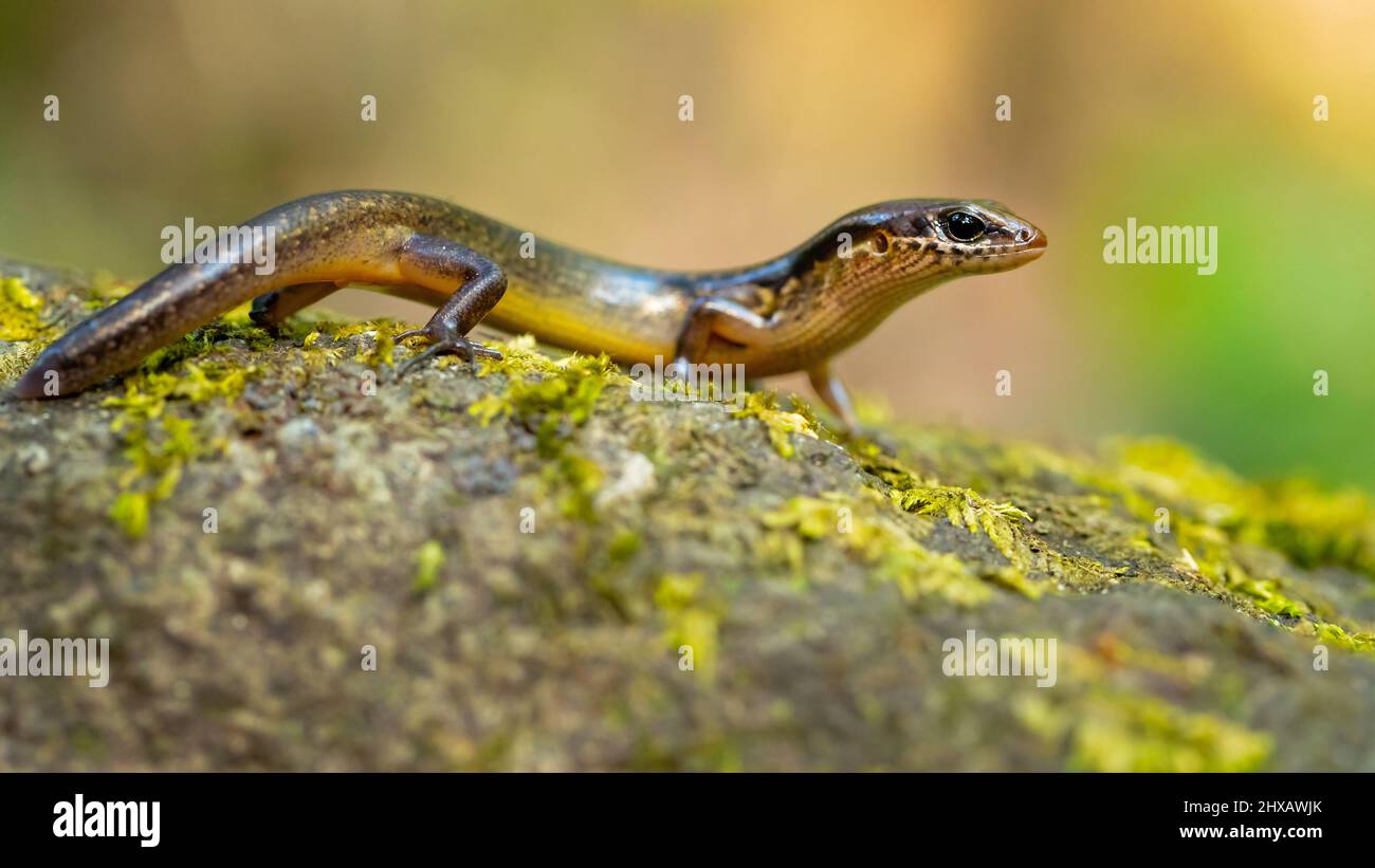 Scincella cherriei, commonly known as the brown forest skink and Cope's brown forest skink Stock Photo