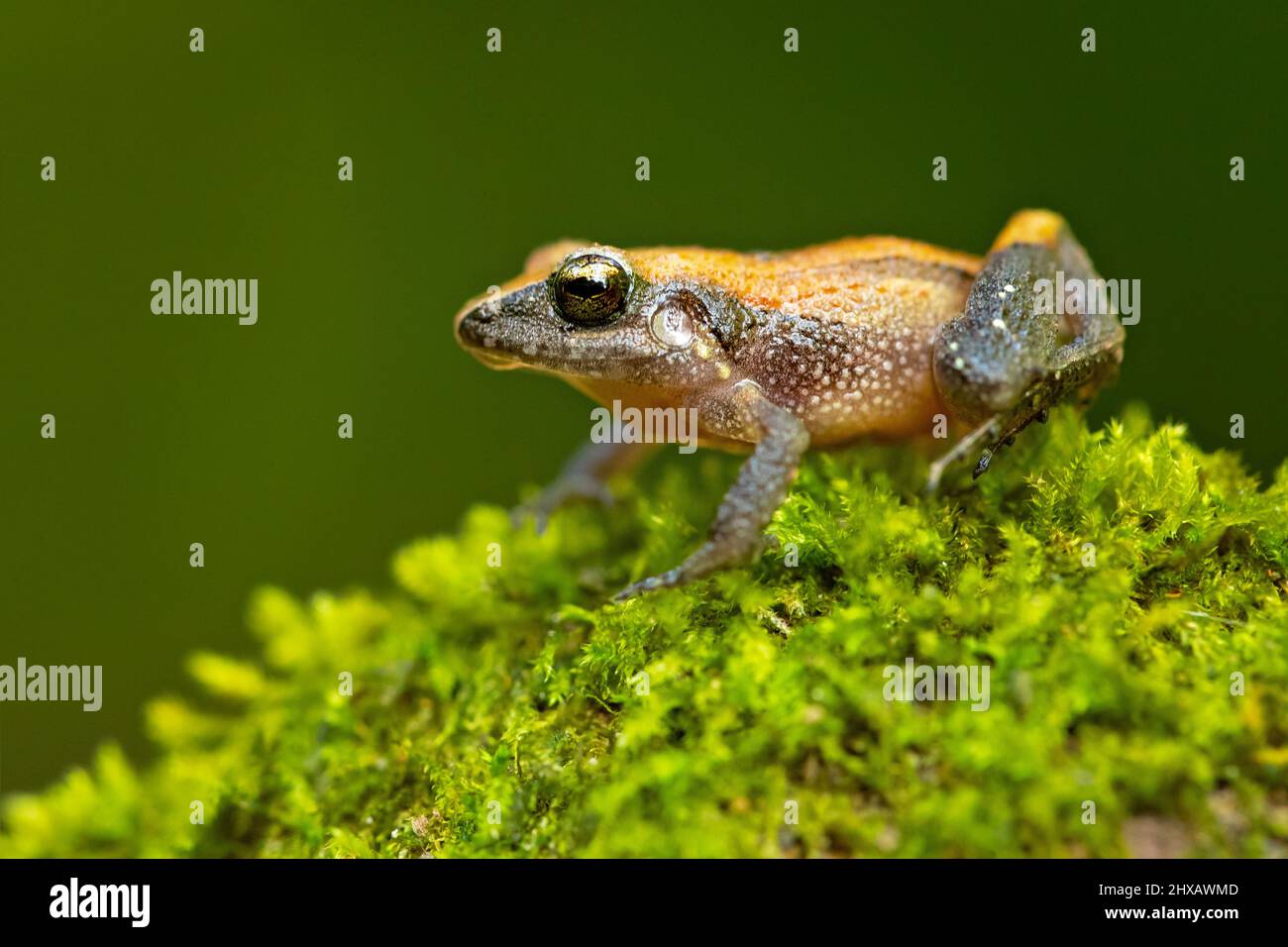 Craugastor stejnegerianus is a species of frog in the family Craugastoridae. It is found in Costa Rica and Panama. Stock Photo