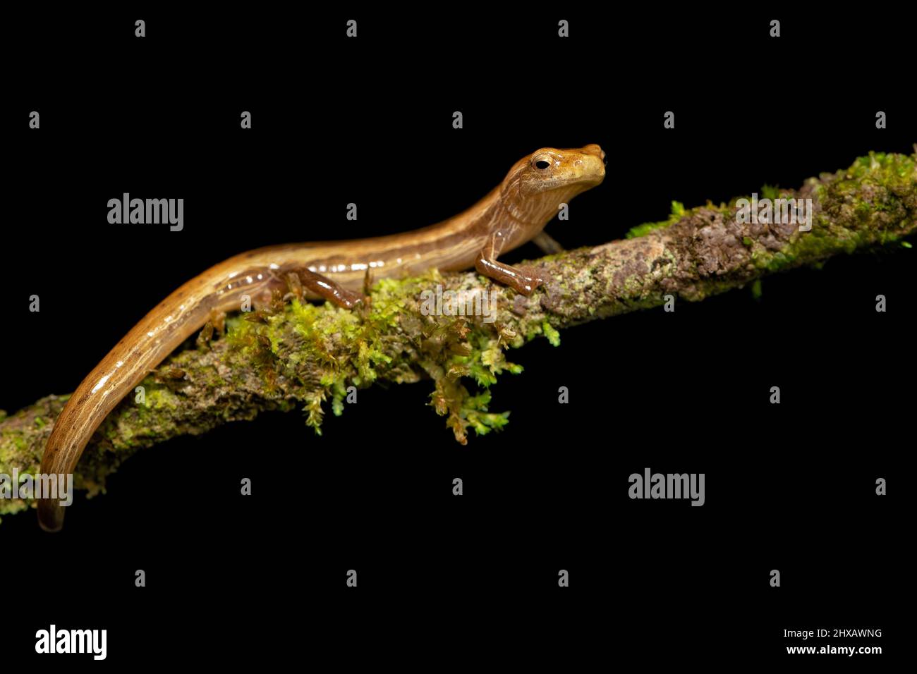 Cukra climbing salamander (Bolitoglossa striatula) is a species of salamander in the family Plethodontidae. It is found in Costa Rica, Honduras, and N Stock Photo