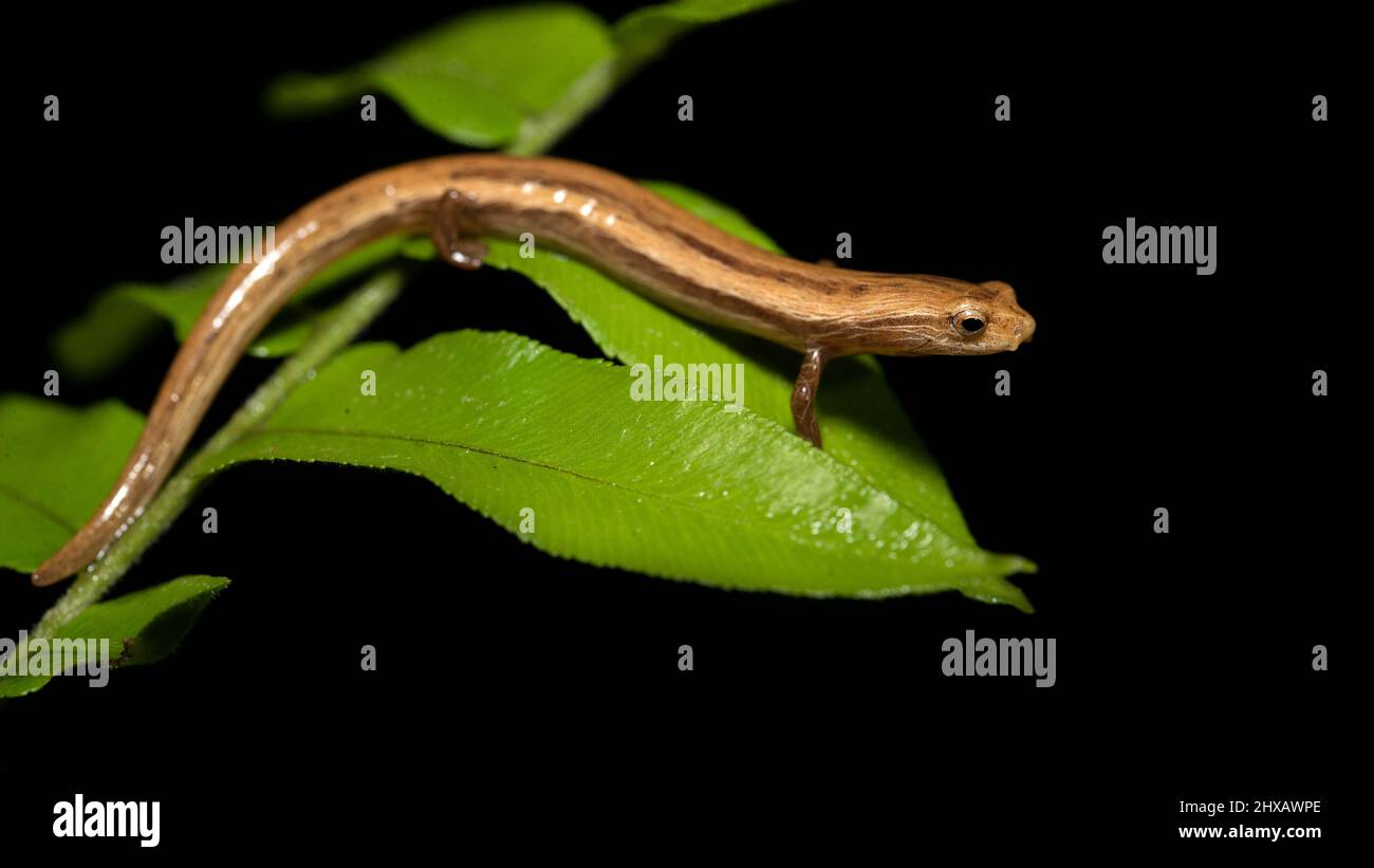 Cukra climbing salamander (Bolitoglossa striatula) is a species of salamander in the family Plethodontidae. It is found in Costa Rica, Honduras, and N Stock Photo