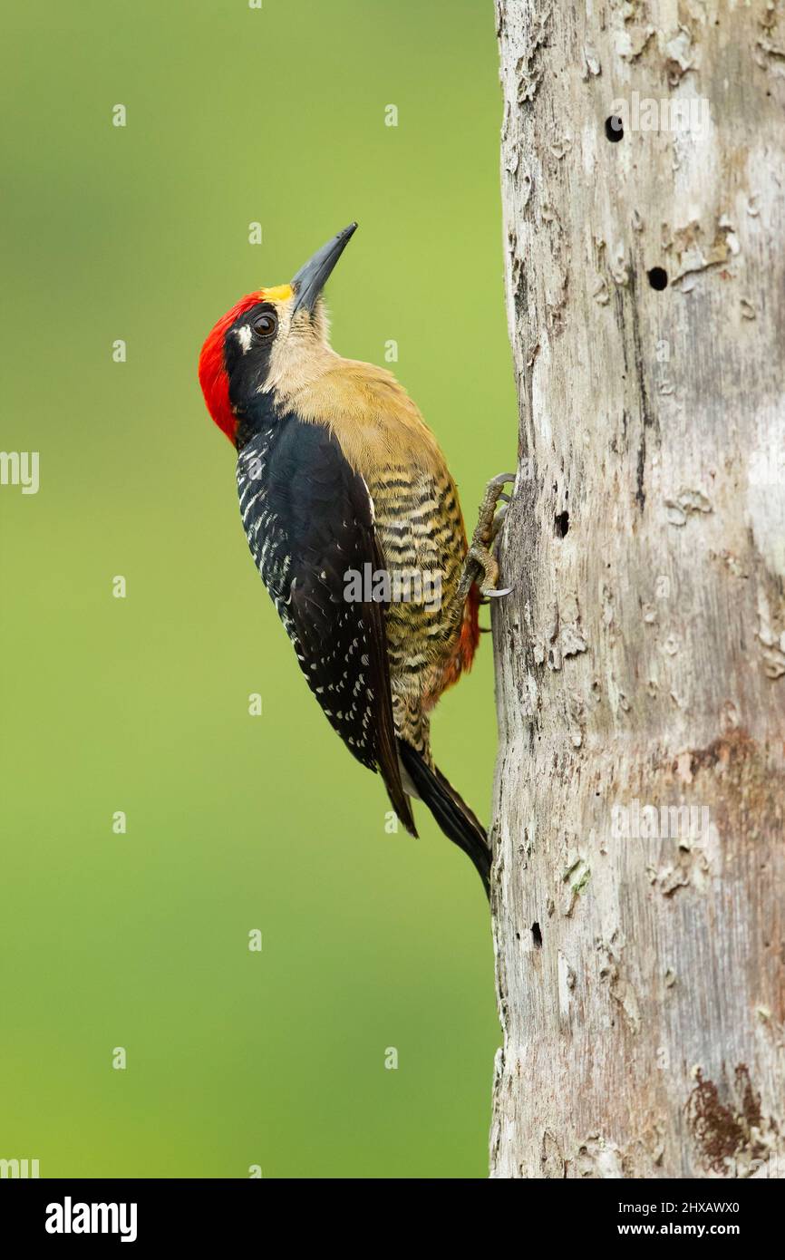 Black-cheeked woodpecker (Melanerpes pucherani) is a resident breeding bird from southeastern Mexico south to western Ecuador. Stock Photo