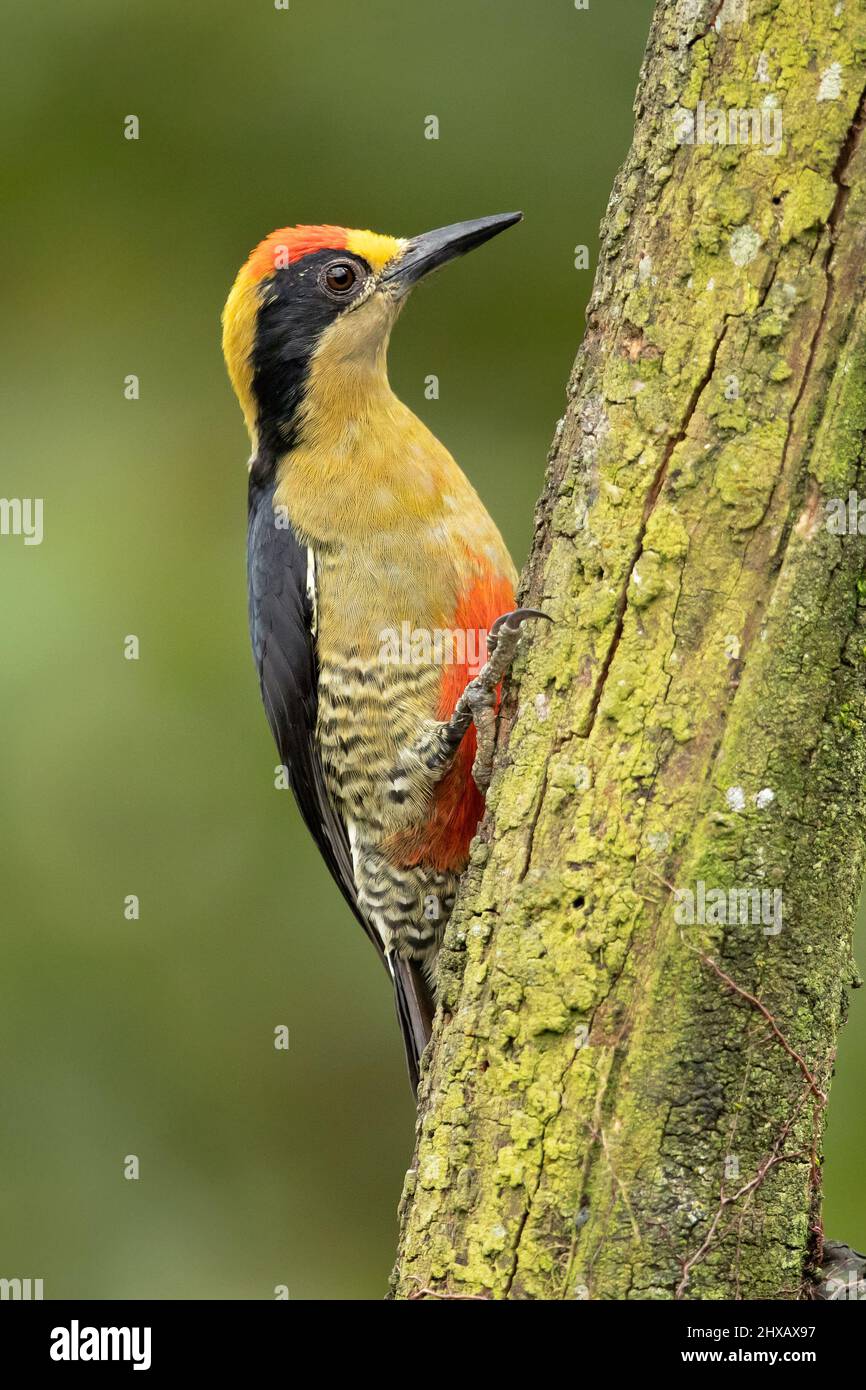 Golden-naped woodpecker (Melanerpes chrysauchen) is a species of bird in the woodpecker family Picidae. Stock Photo