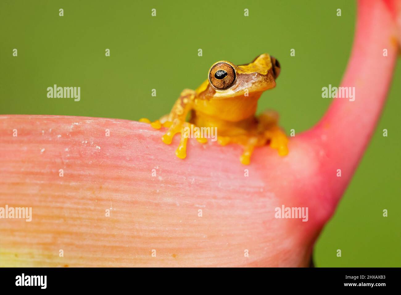 Dendropsophus ebraccatus, also known as the hourglass treefrog or