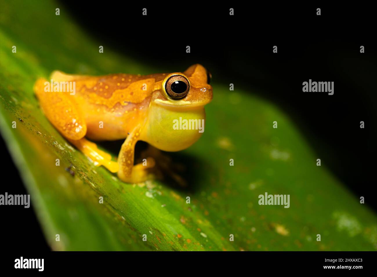 Dendropsophus ebraccatus, also known as the hourglass treefrog or pantless treefrog, is a