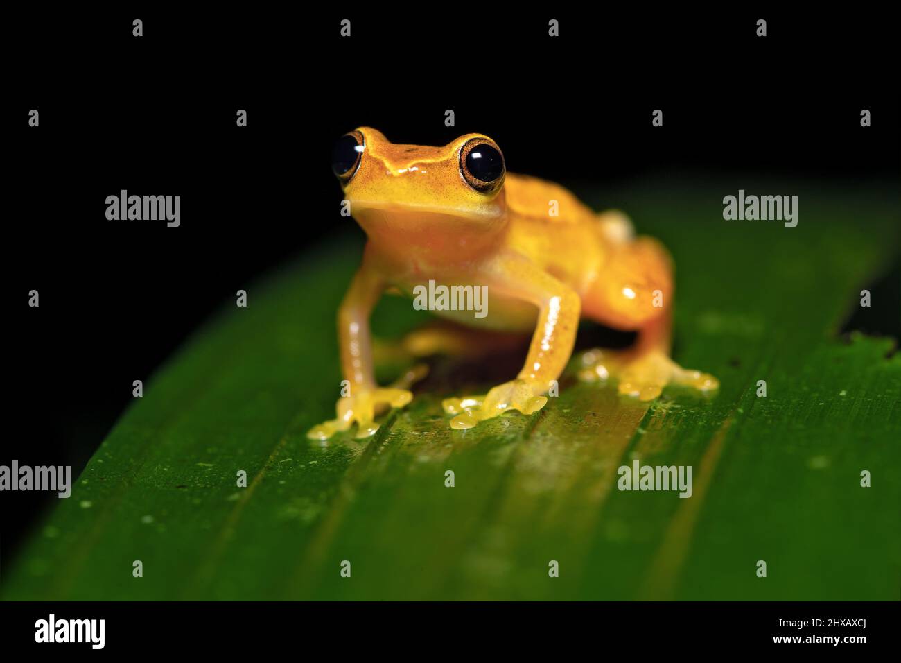 Dendropsophus ebraccatus, also known as the hourglass treefrog or