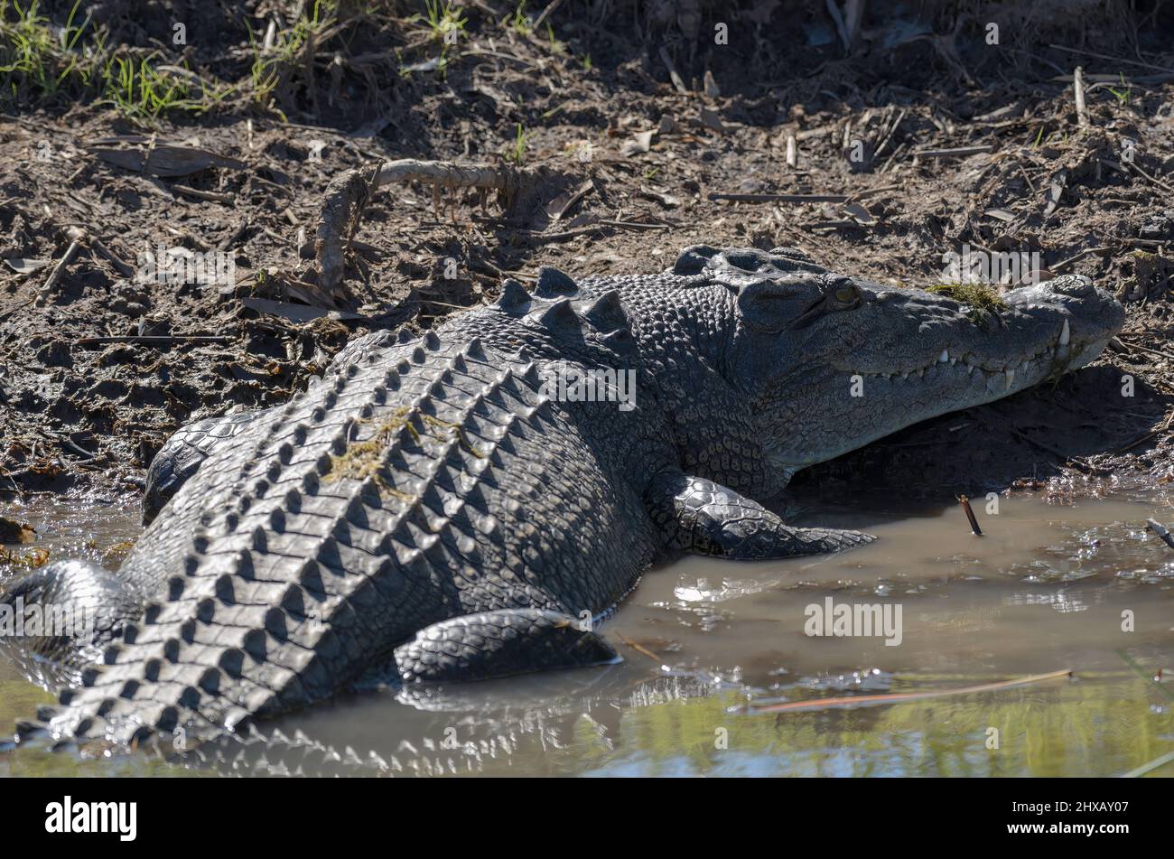 A very large crocodile resting on the banks of the Yellow water billabong, Kakadu, Northern Territory, Australia. Stock Photo