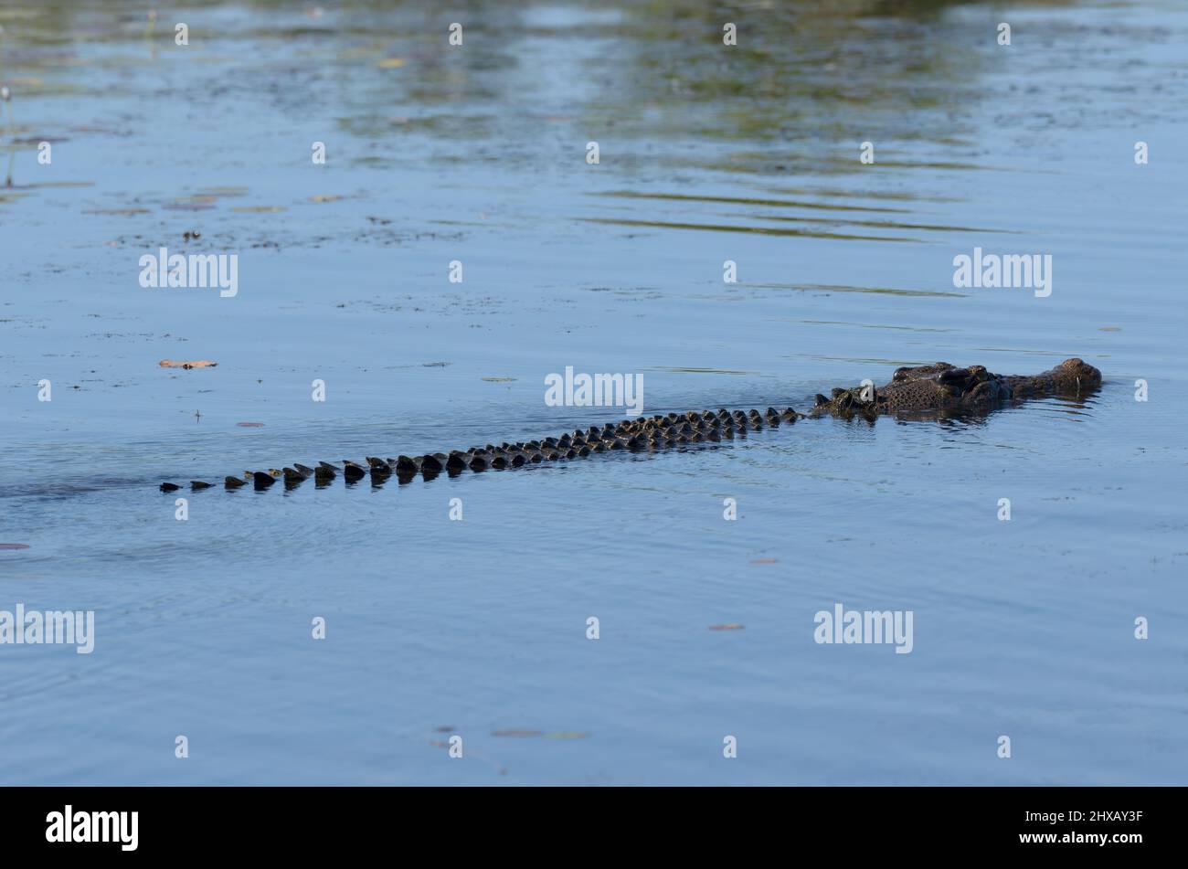 A large crocodile swimming silently in Yellow water billagong, Kakadu, Northern Territory, Australia Stock Photo