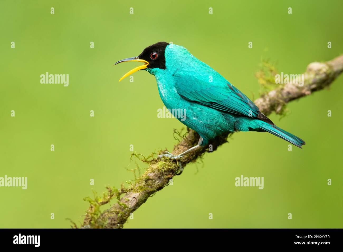 Green honeycreeper (Chlorophanes spiza) is a small bird in the tanager family. It is found in the tropical New World Stock Photo