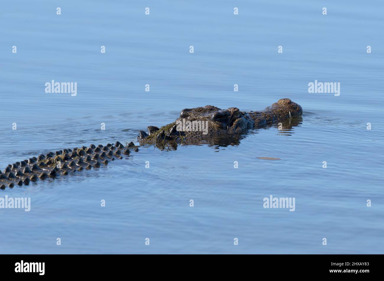 A large crocodile swimming silently in Yellow water billagong, Kakadu, Northern Territory, Australia Stock Photo