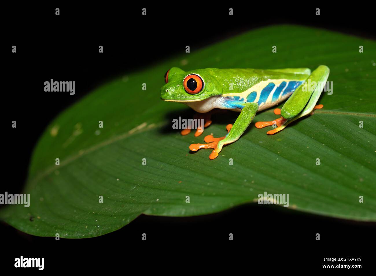 Agalychnis callidryas, or better known as the red-eyed tree frog, is an arboreal hylid native to Neotropical rainforests Stock Photo