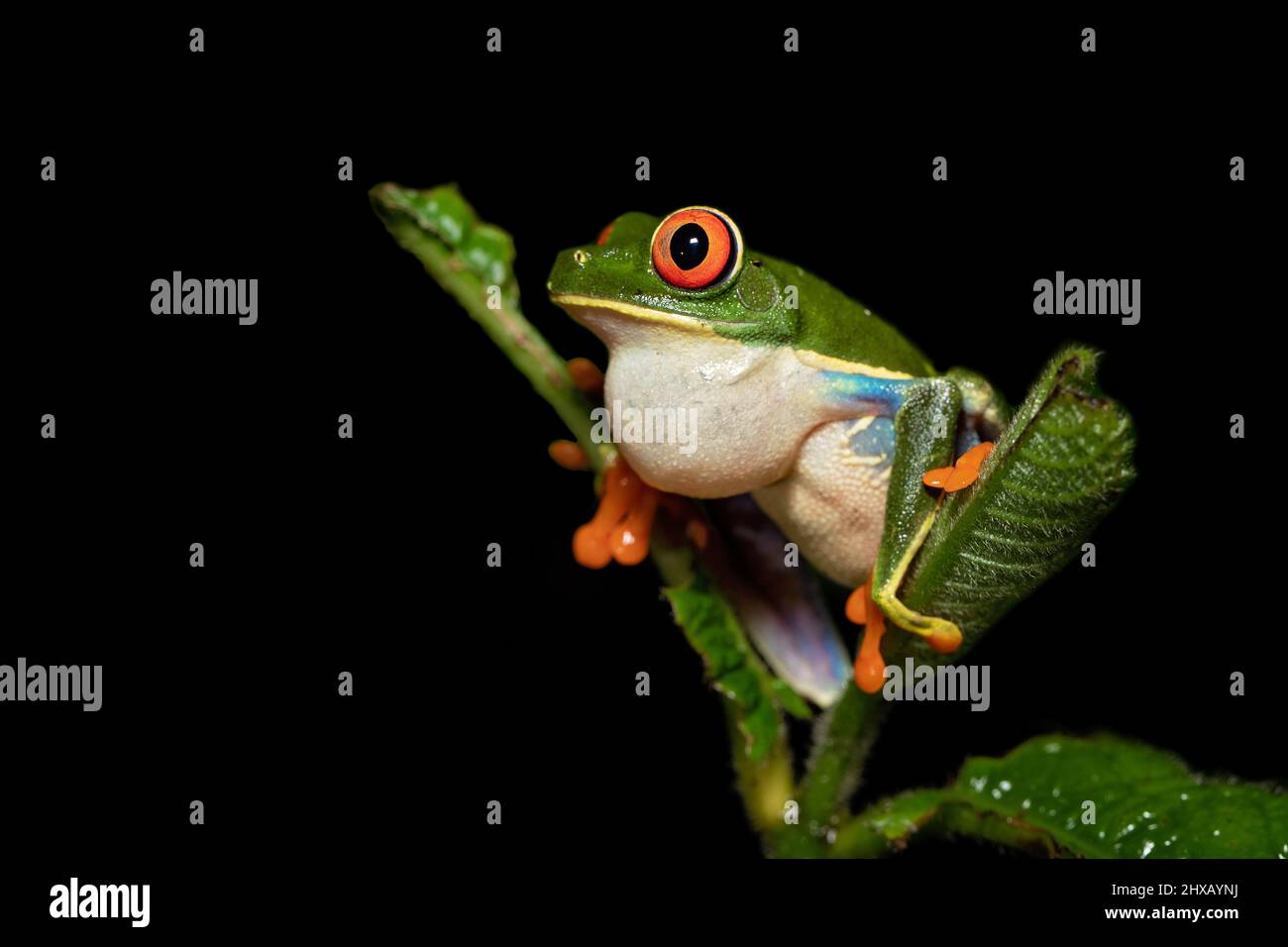 Agalychnis callidryas, or better known as the red-eyed tree frog, is an arboreal hylid native to Neotropical rainforests Stock Photo