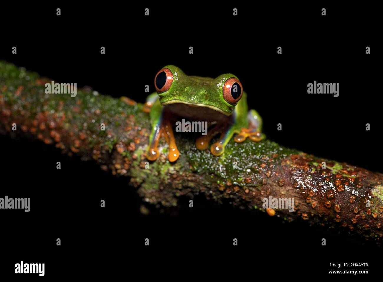 Agalychnis saltator is a species of frog in the family Phyllomedusidae Stock Photo