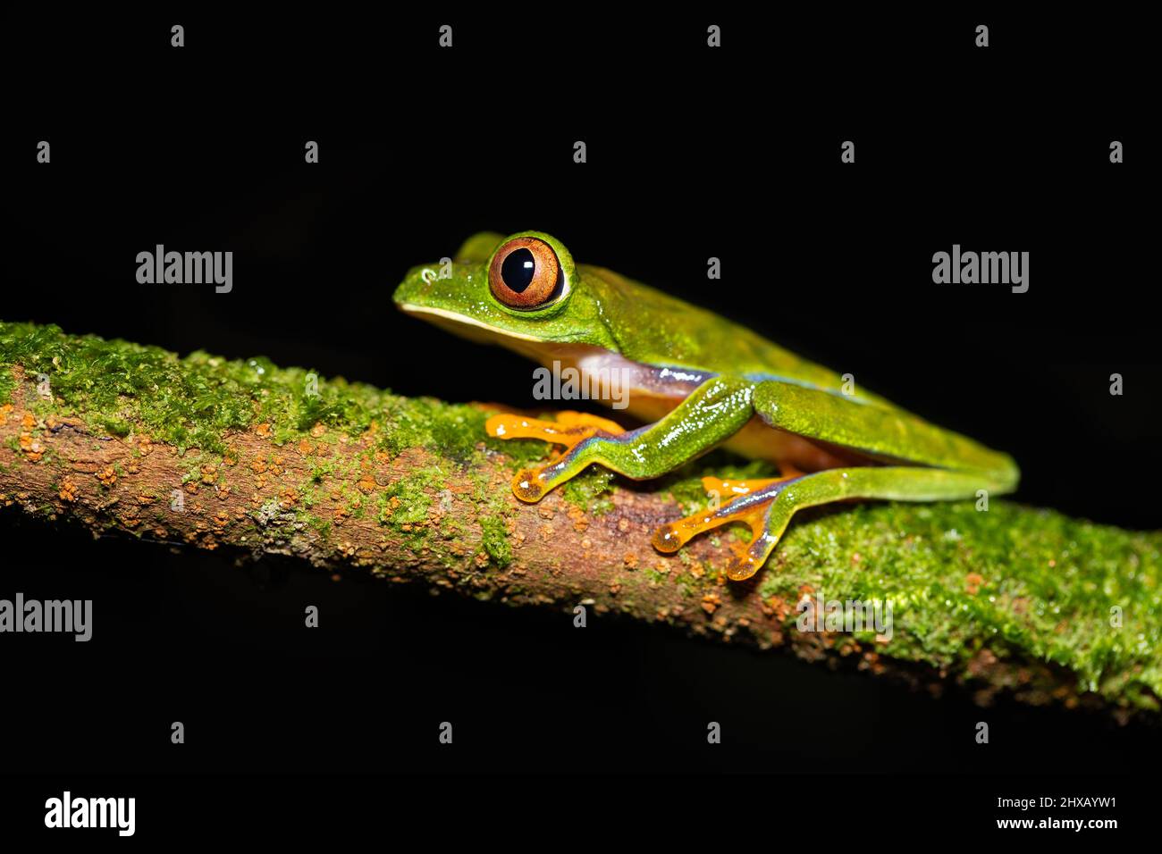 Agalychnis saltator is a species of frog in the family Phyllomedusidae Stock Photo
