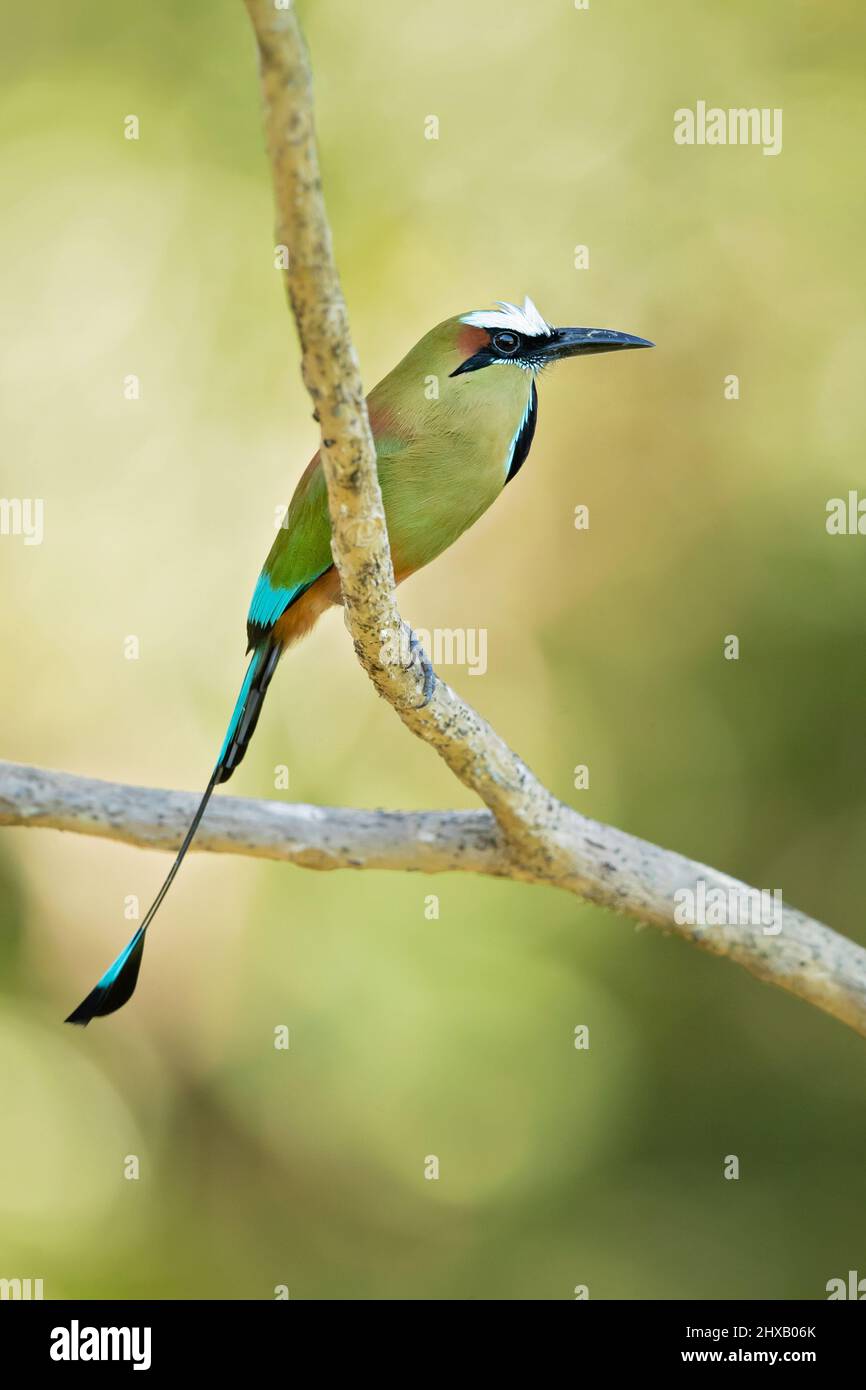 The turquoise-browed motmot (Eumomota superciliosa) also known as Torogoz, is a colourful, medium-sized bird of the motmot family Stock Photo