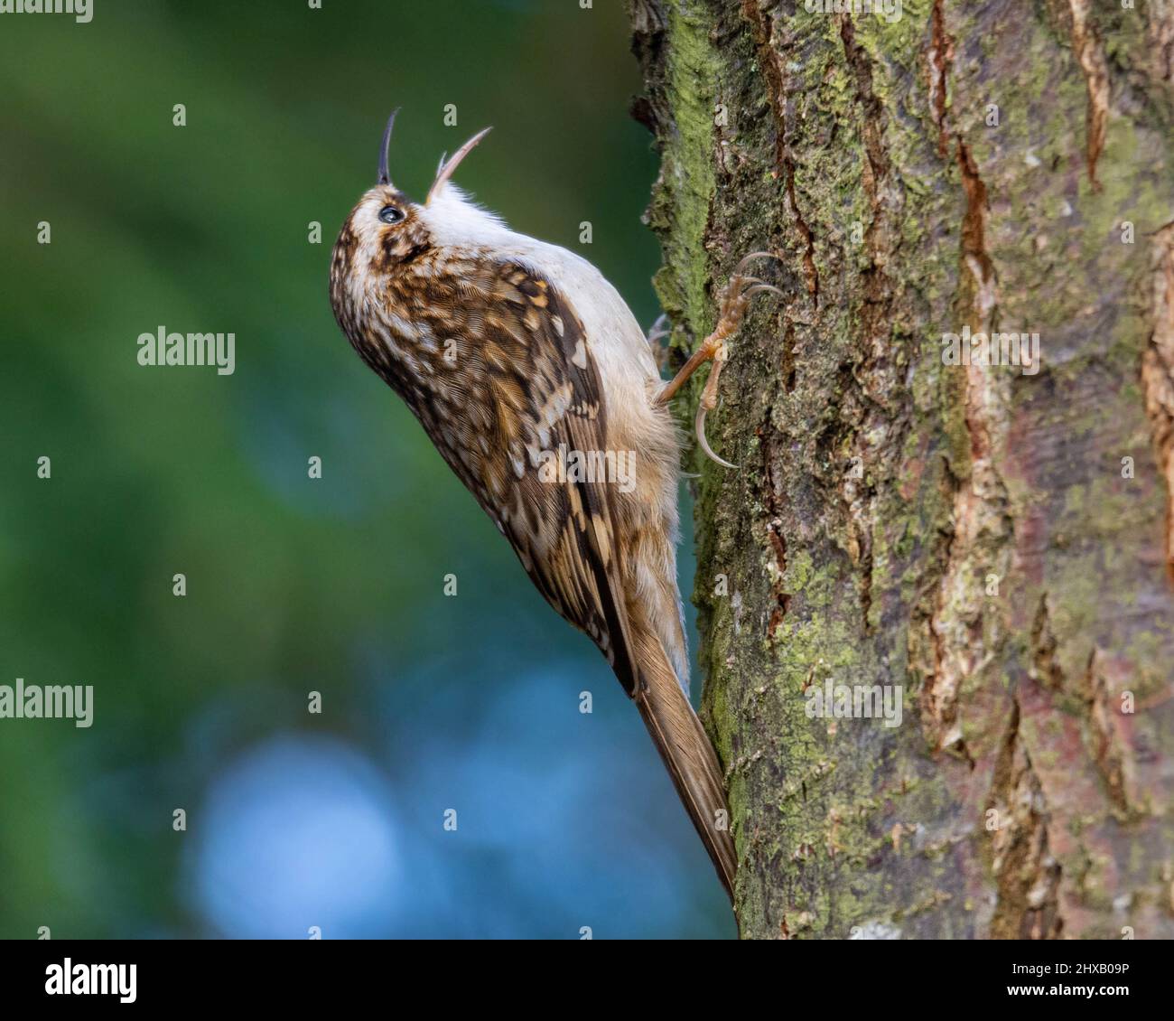 Treecreeper Stock Photo