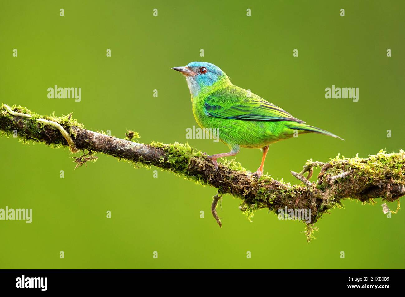 The blue dacnis or turquoise honeycreeper (Dacnis cayana) is a small passerine bird. Stock Photo