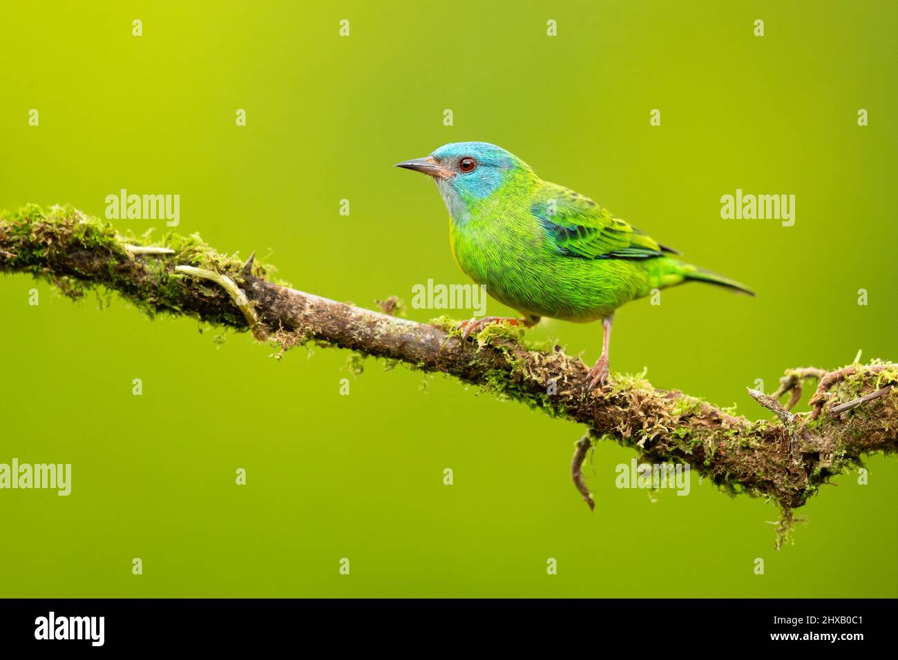The blue dacnis or turquoise honeycreeper (Dacnis cayana) is a small passerine bird. Stock Photo
