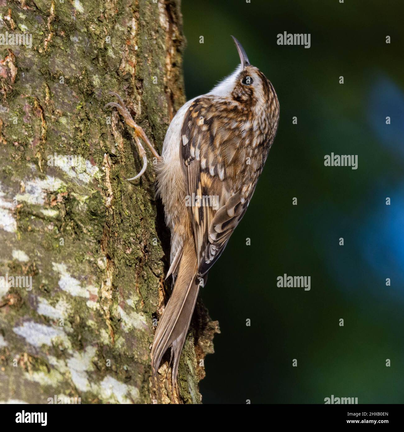 Treecreeper Stock Photo