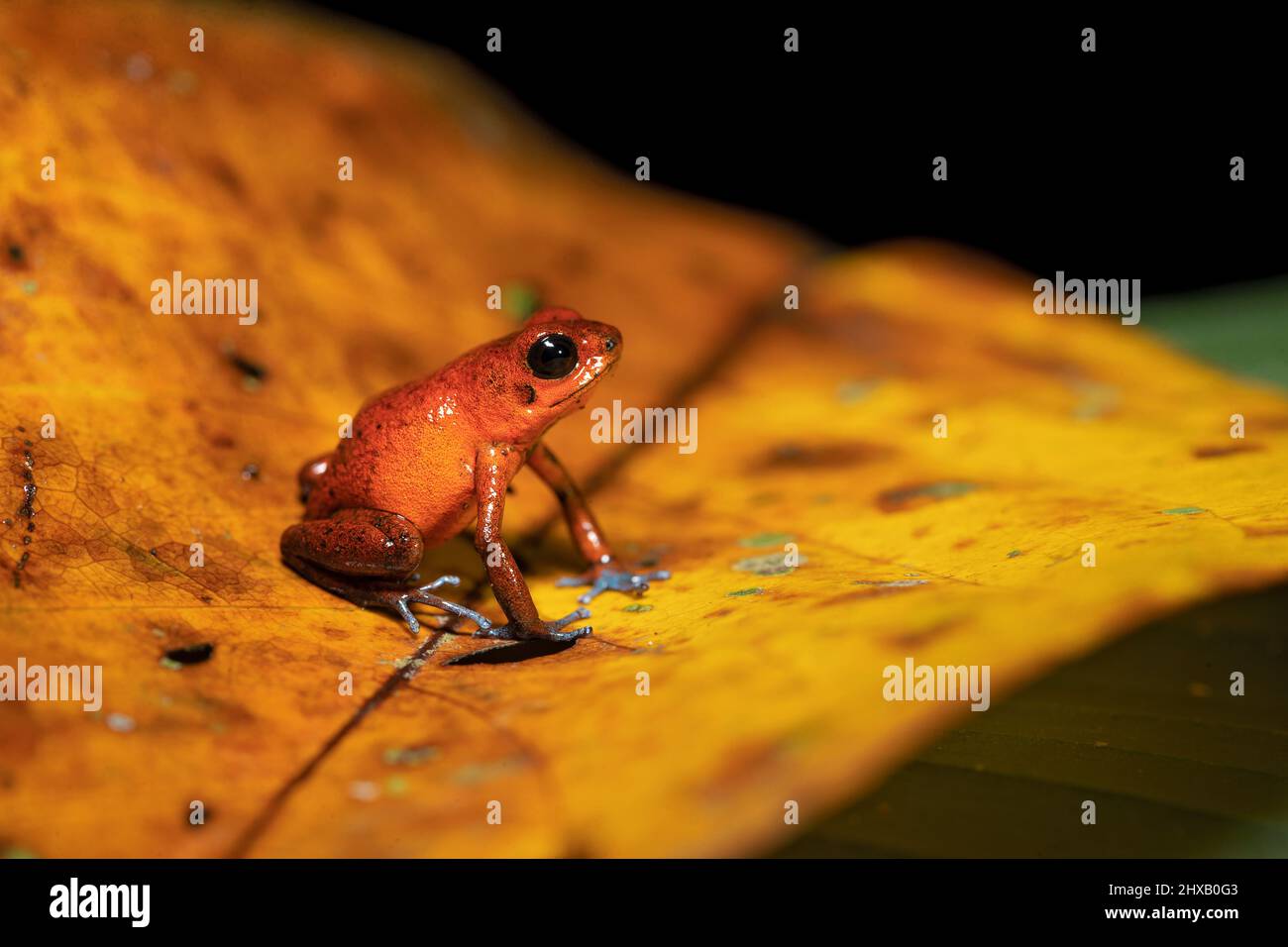 The strawberry poison frog or strawberry poison-dart frog (Oophaga pumilio, formerly Dendrobates pumilio) is a species of small poison dart frog Stock Photo