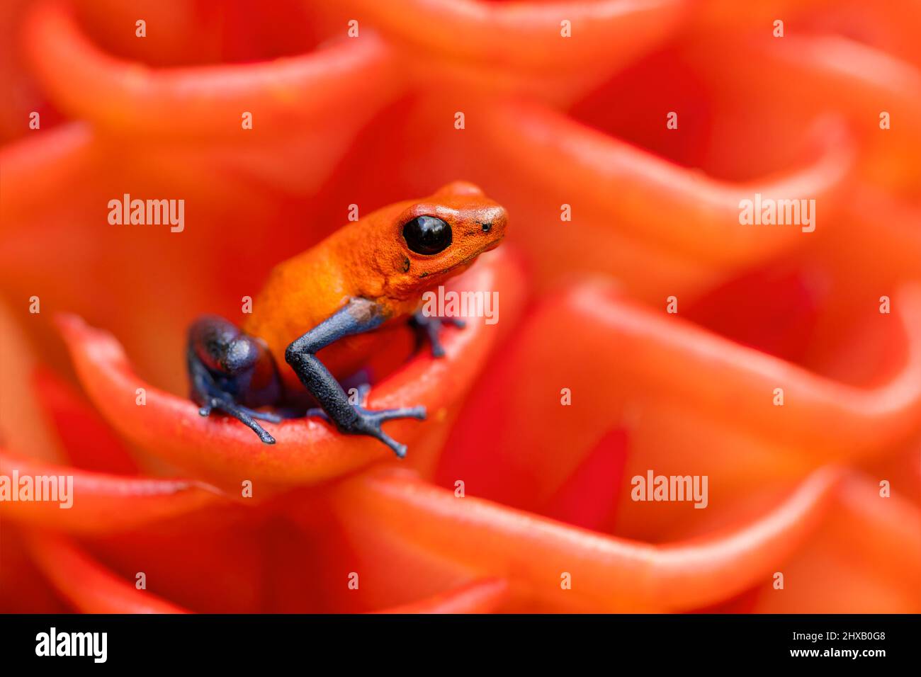 The strawberry poison frog or strawberry poison-dart frog (Oophaga pumilio, formerly Dendrobates pumilio) is a species of small poison dart frog Stock Photo