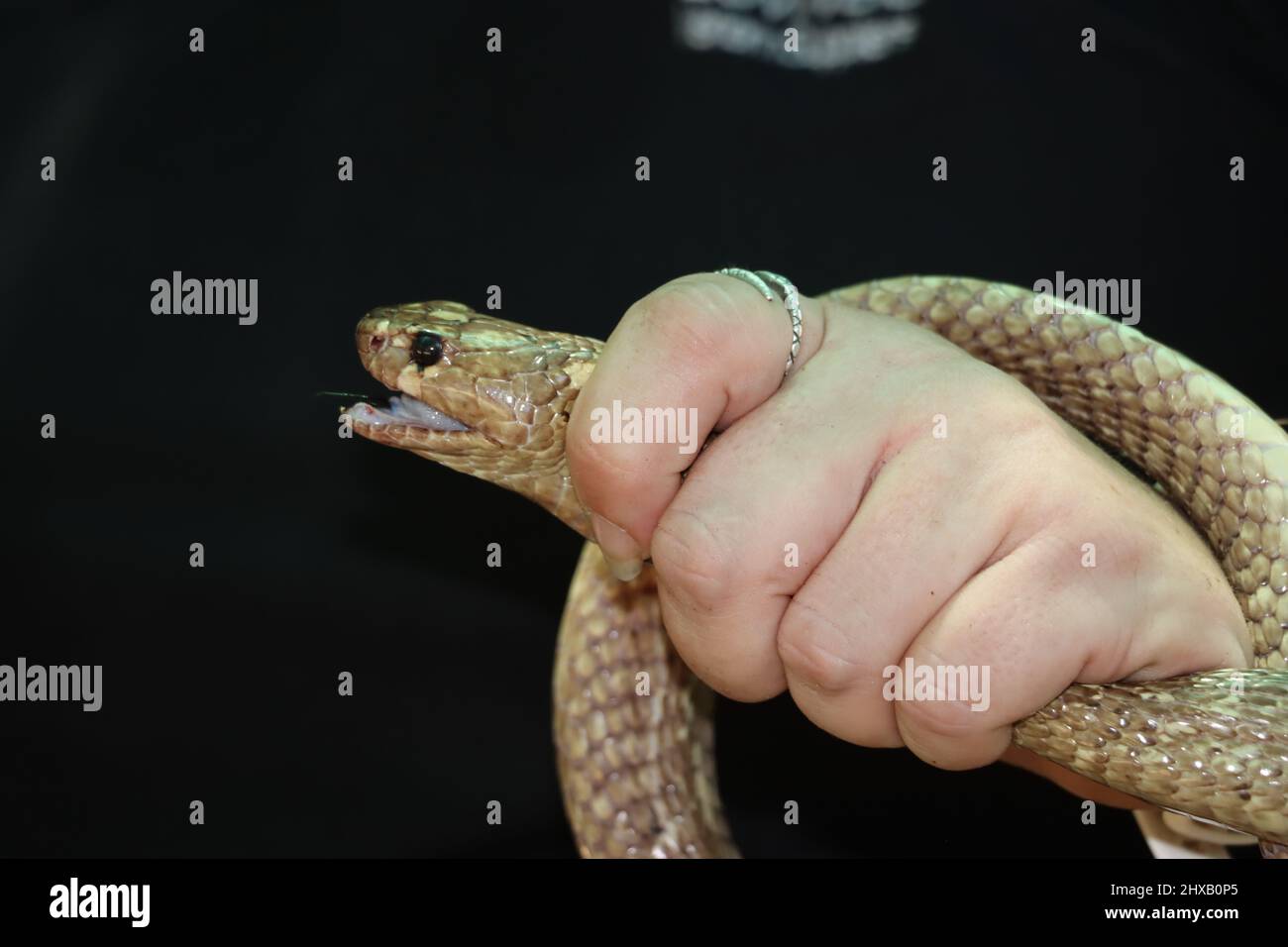 Snake venom milking hires stock photography and images Alamy