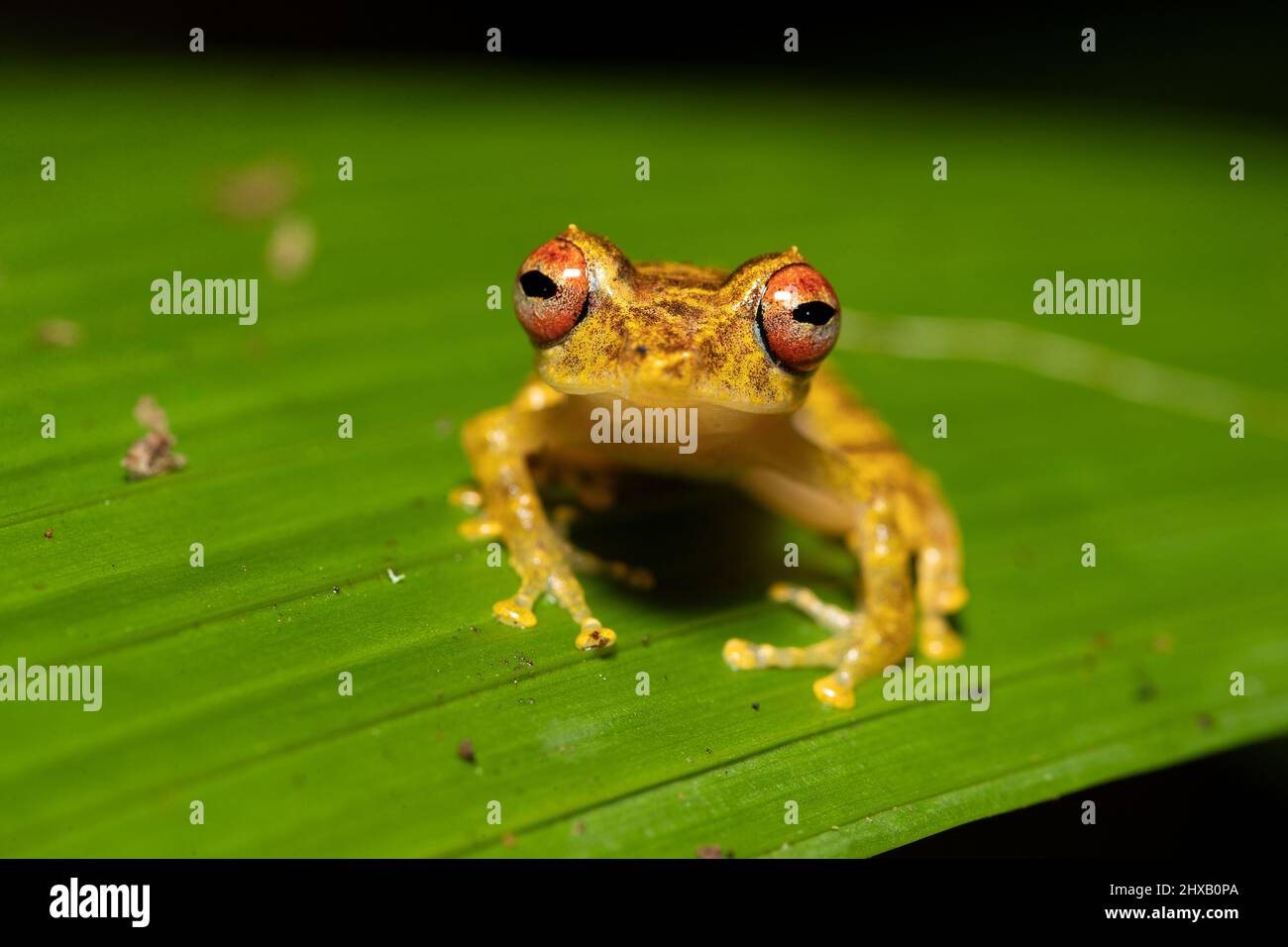 Pristimantis caryophyllaceus is a species of frog in the family Craugastoridae. It is found in Costa Rica and Panama Stock Photo