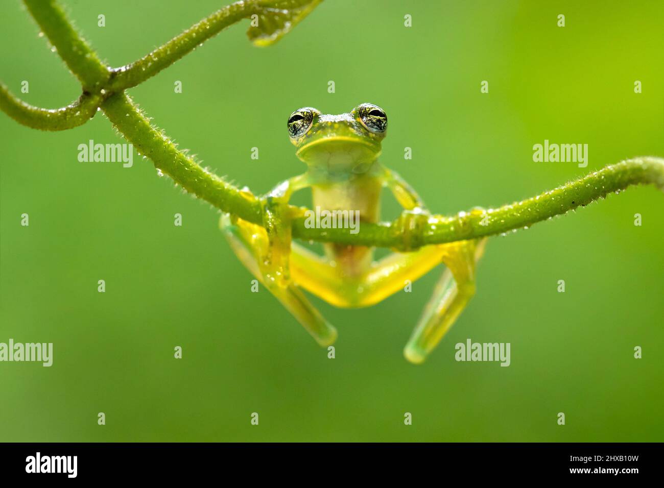 Sachatamia albomaculata is a species of frog in the family Centrolenidae. It is found in Honduras, Costa Rica, Panama, western Colombia Stock Photo