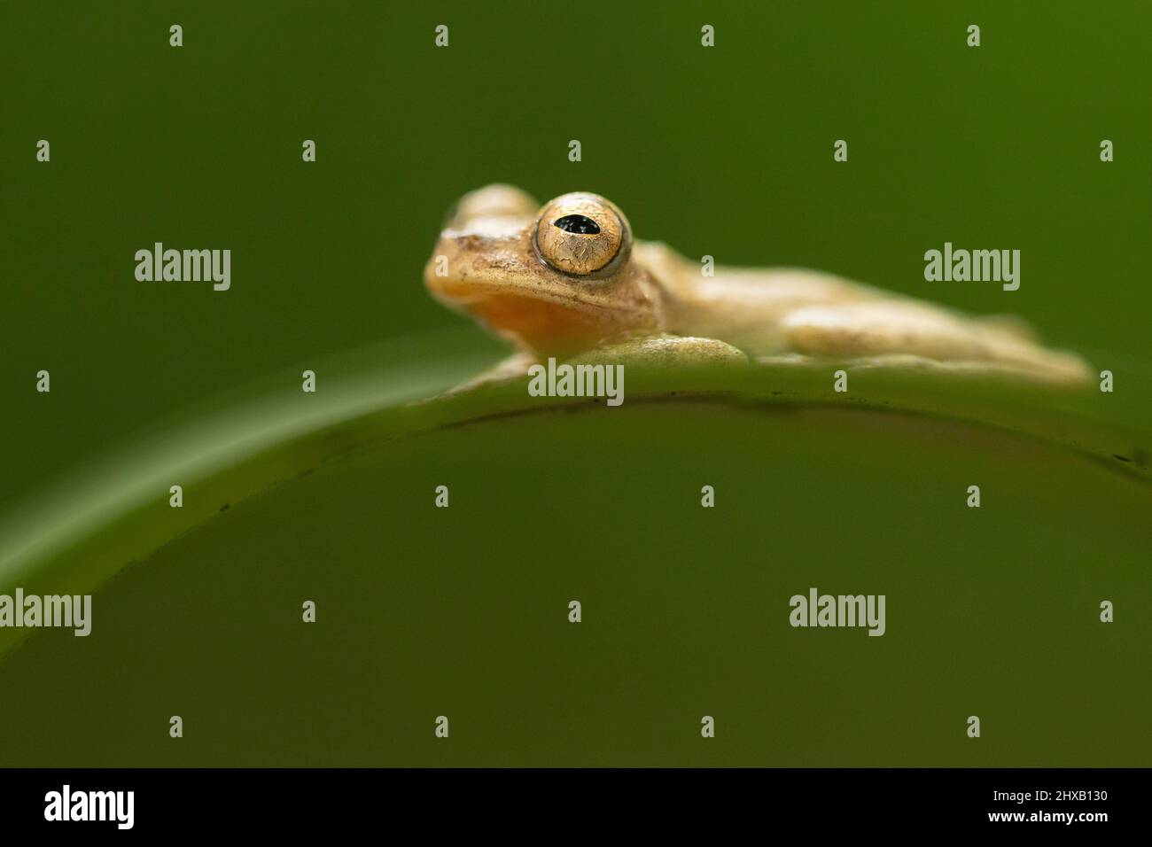 Dendropsophus phlebodes, the San Carlos treefrog or San Carlos dwarf treefrog, is a species of frog in the family Hylidae Stock Photo