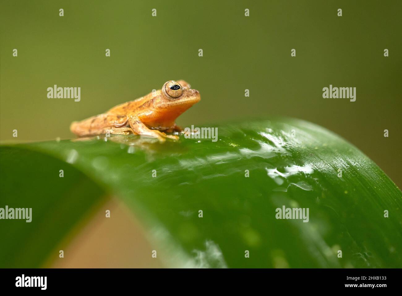 Dendropsophus phlebodes, the San Carlos treefrog or San Carlos dwarf treefrog, is a species of frog in the family Hylidae Stock Photo
