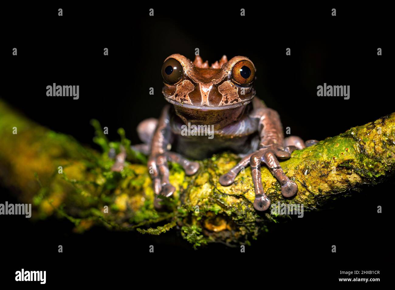 Coronated tree frog hires stock photography and images Alamy
