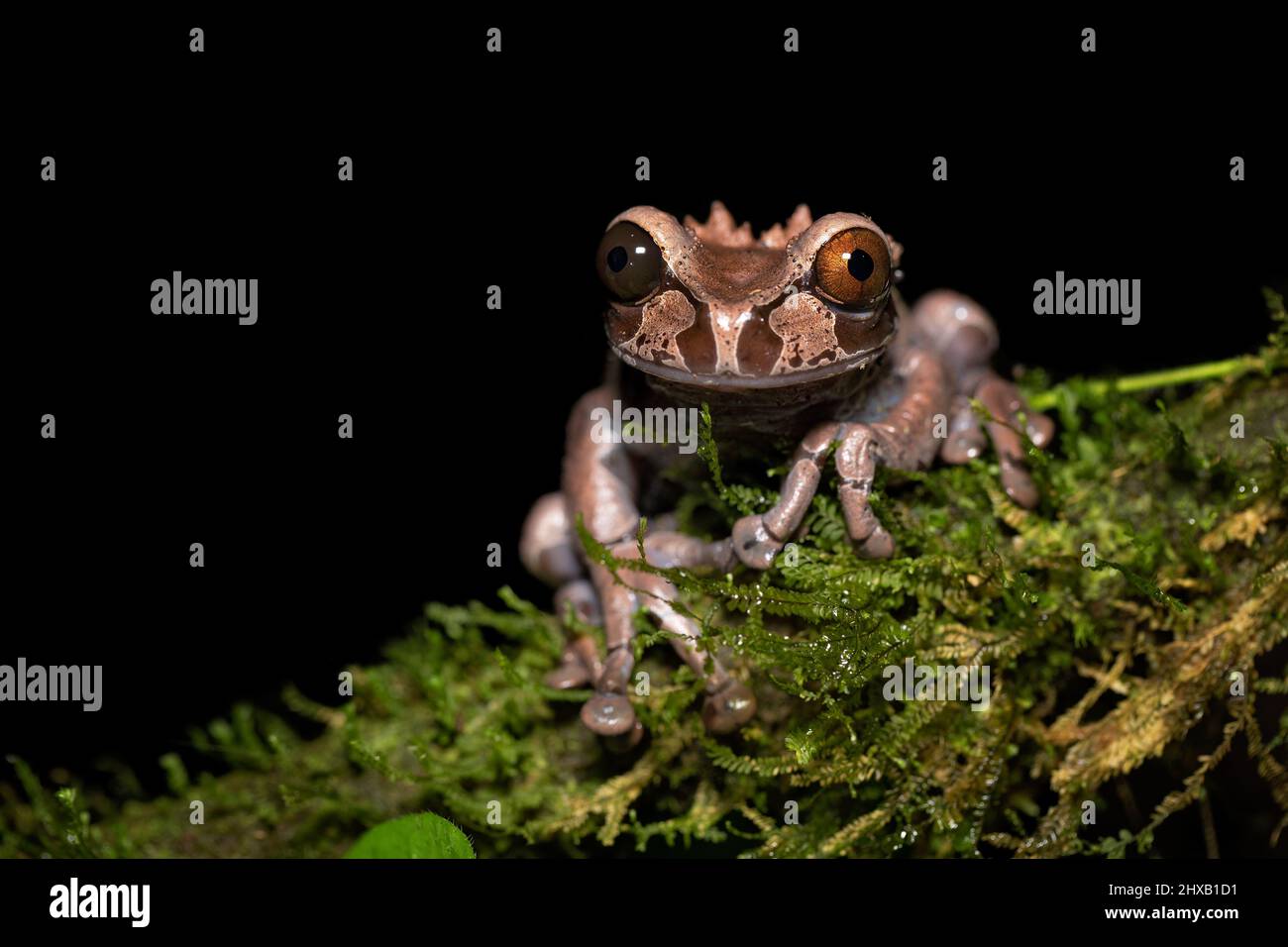 Spiny-headed tree frog Stock Photo