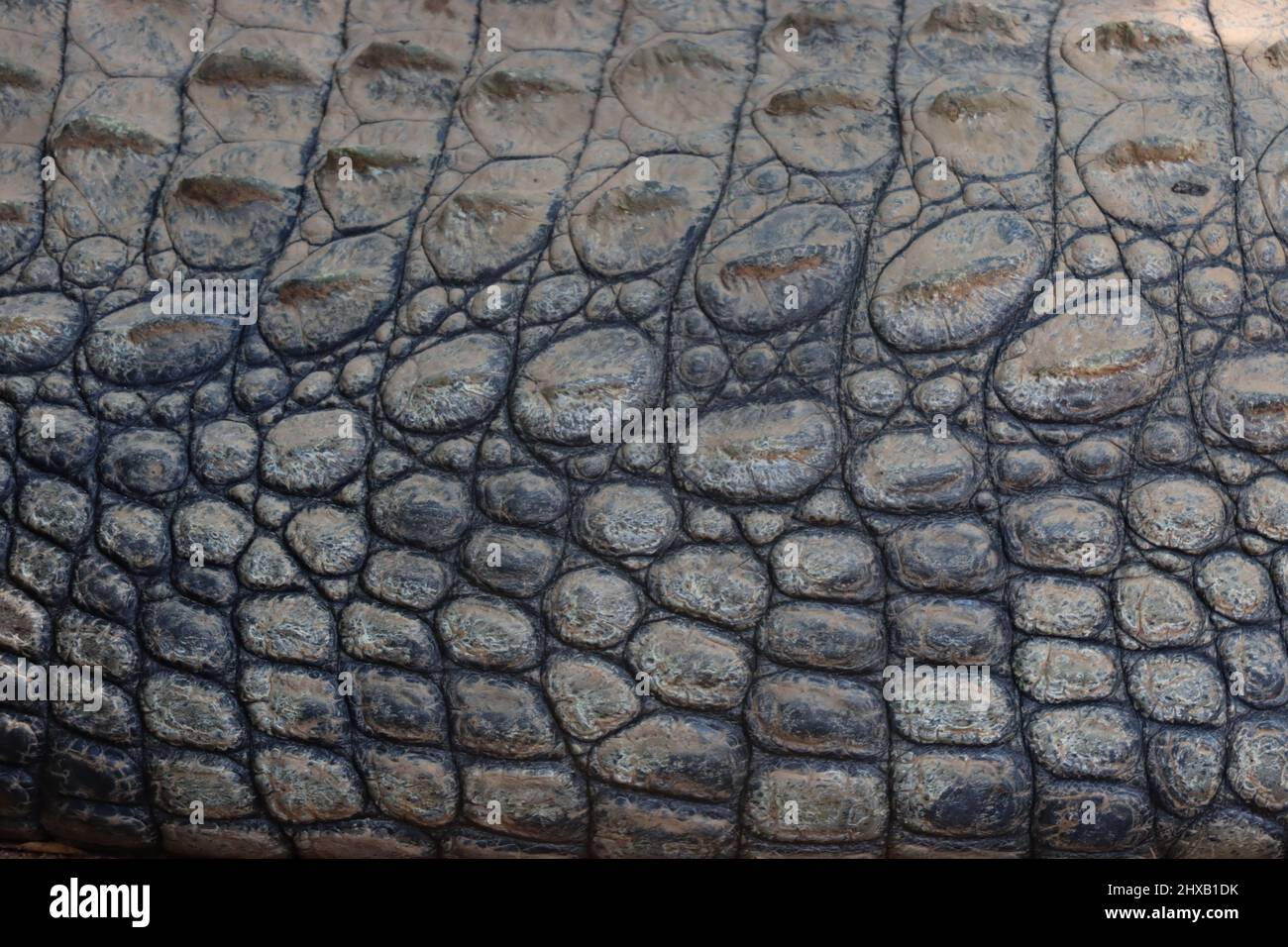 crocodile scales Stock Photo