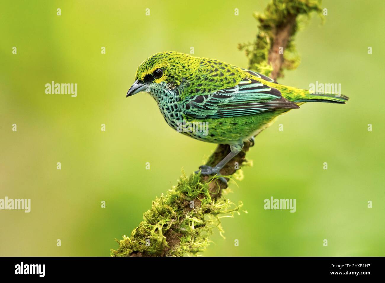 Speckled tanager Stock Photo