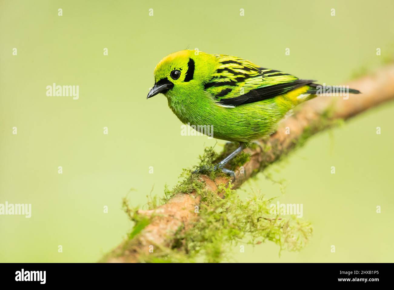 Emerald tanager Stock Photo