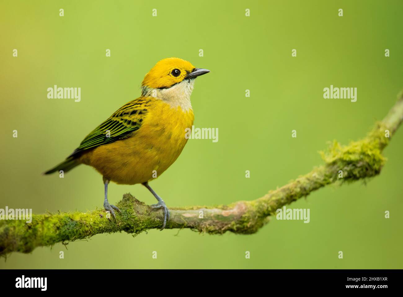 Silver-throated tanager Stock Photo