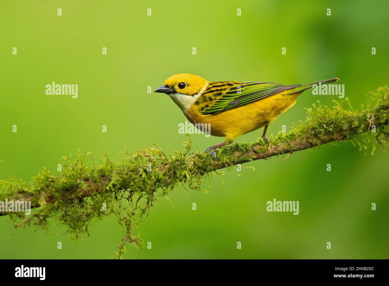 Silver-throated tanager Stock Photo