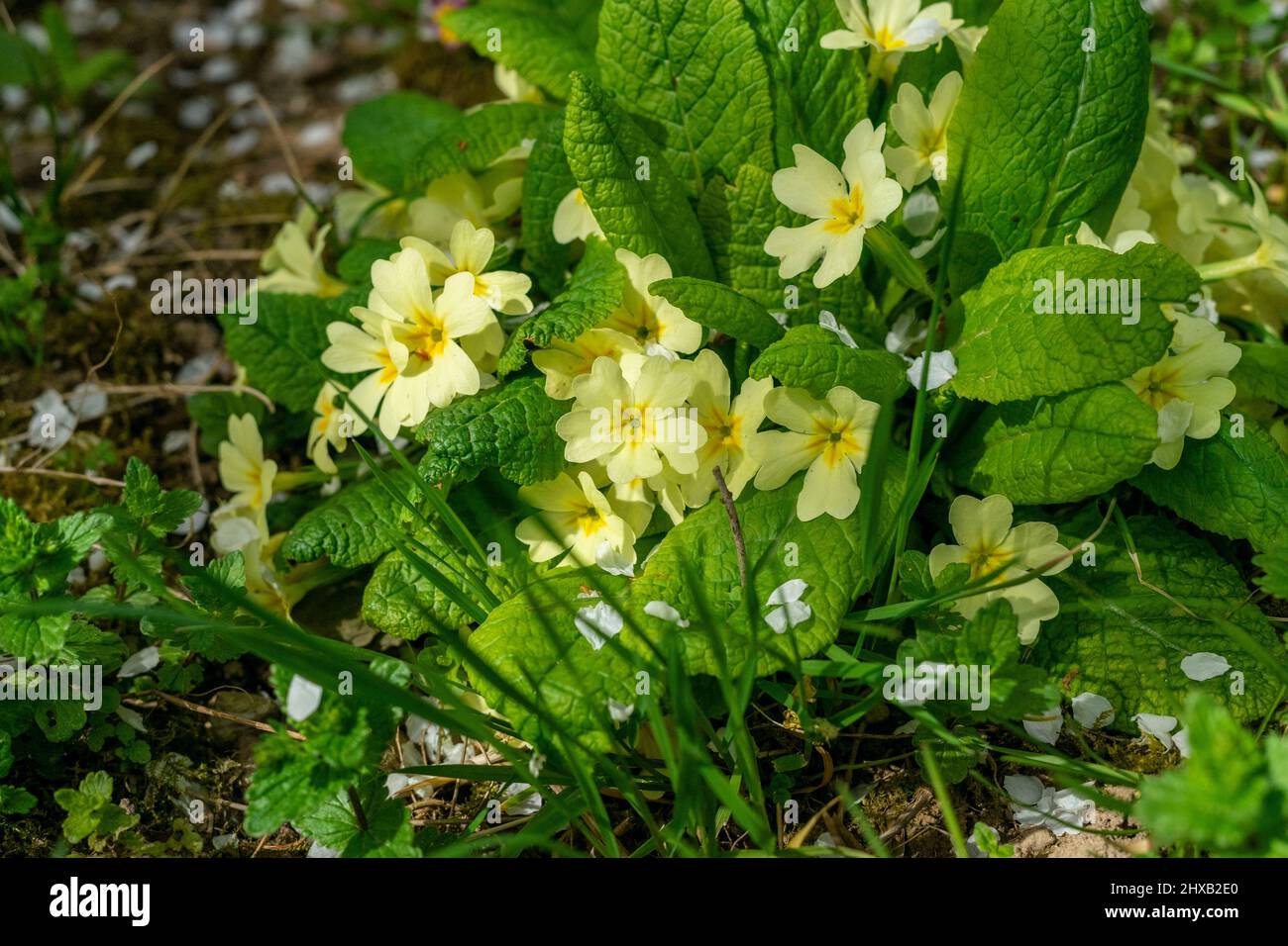 Spring flowers in bloom Stock Photo - Alamy