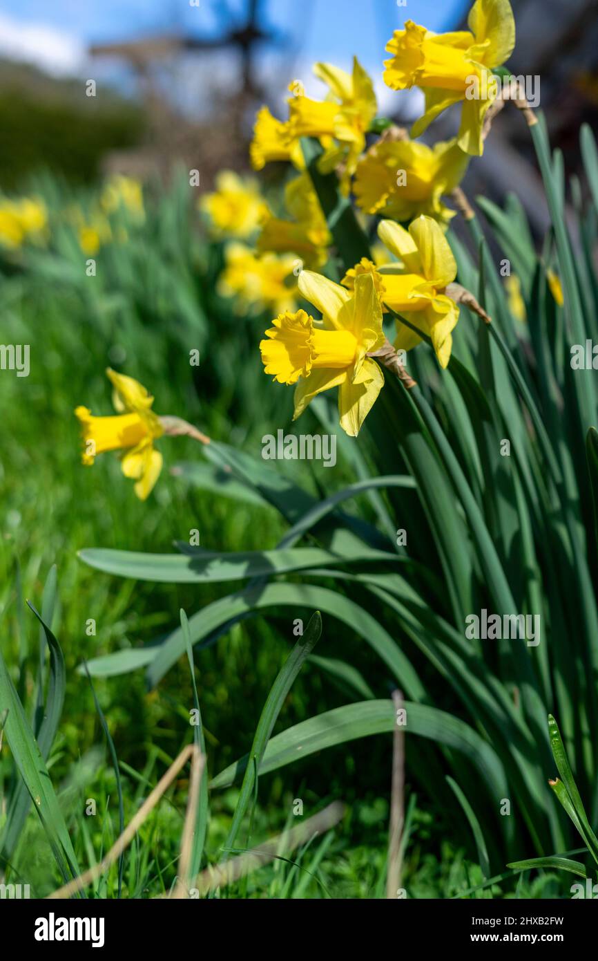 Spring flowers in bloom Stock Photo - Alamy