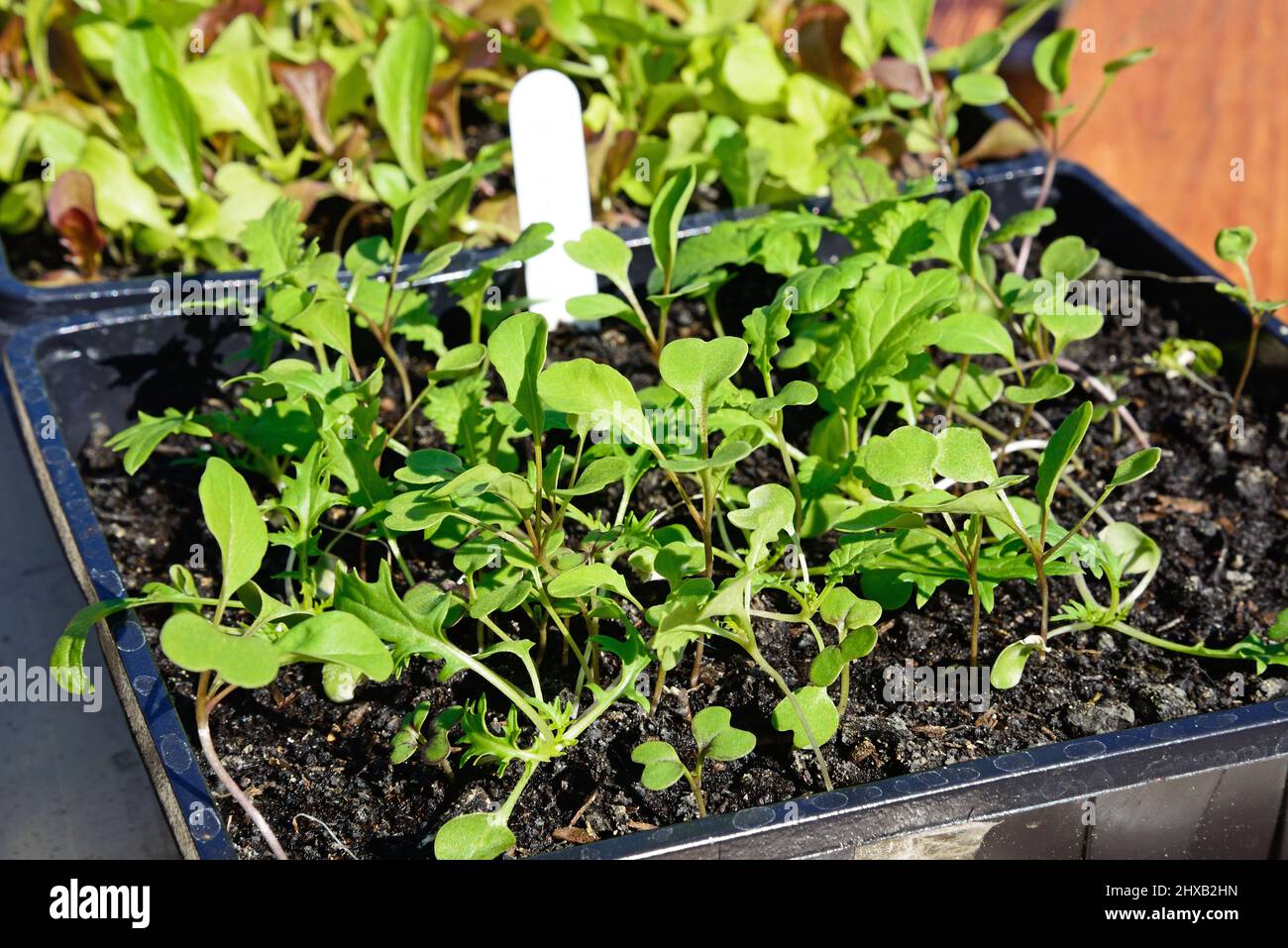 Spicy mix of lettuce seedlings in a seed tray, Staffordshire, England, UK, Europe. Stock Photo