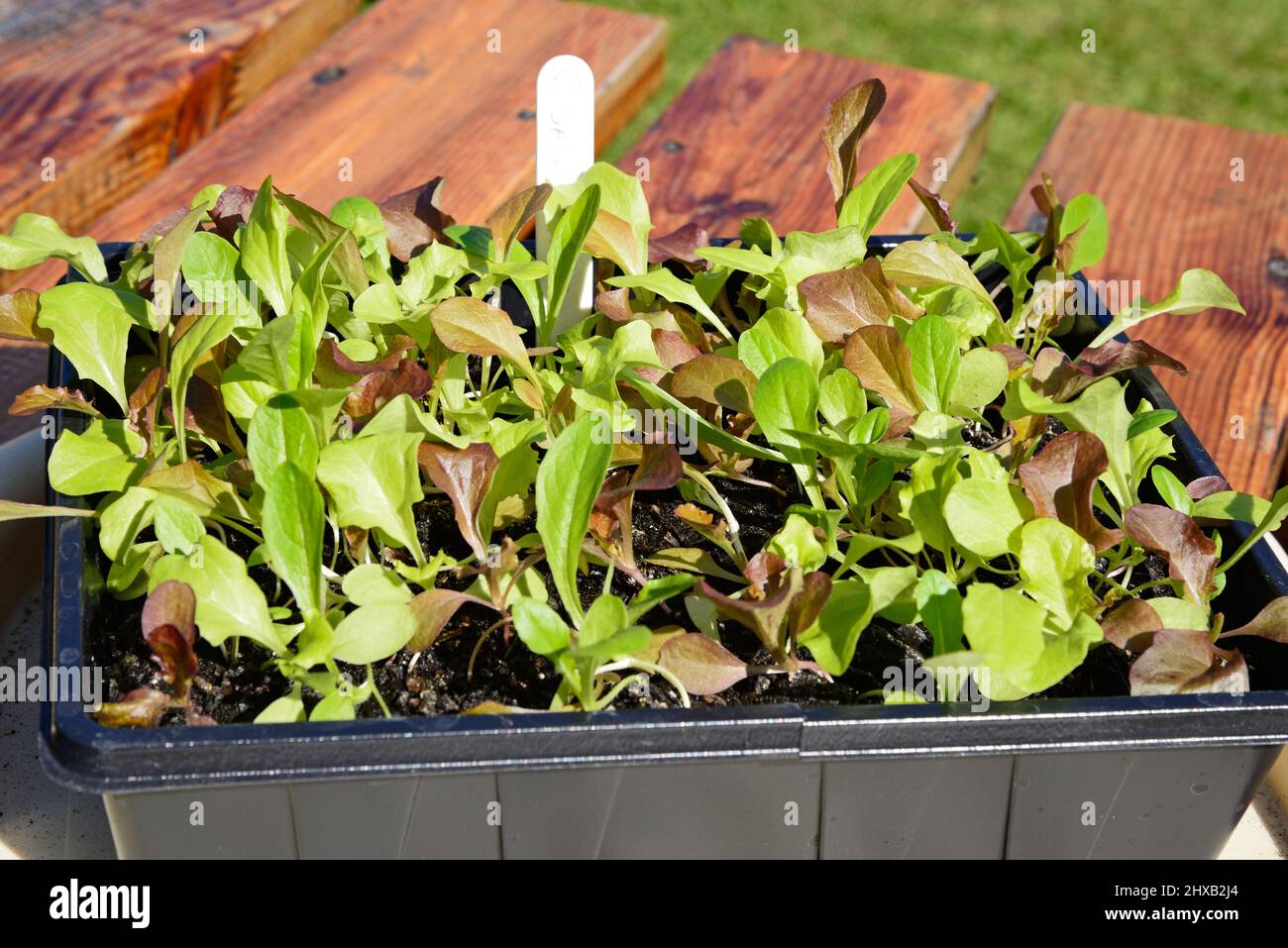 Cut and come again lettuce seedlings in a seed tray, Staffordshire, England, UK, Europe. Stock Photo