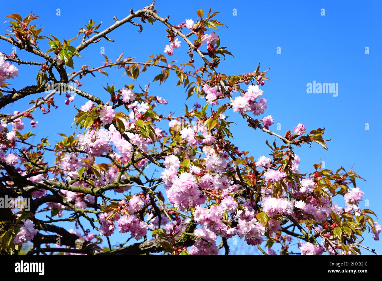 Pretty pink cherry blossom tree in bloom against a blue sky, Staffordshire, England, UK, Europe. Stock Photo